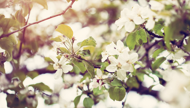 Bloeiende lente bloemen